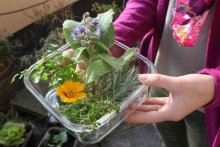 Borretsch, Zitronenthymian, Kapuzinerkresse & Co verabschieden sich in die Winterpause