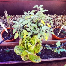 Pflücksalat und Salbei bereit zur Ernte