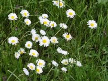 Gänseblümchen können als leckere Zutat für einen Aufstrich dienen. (Bild-Quelle: 123rf.com)