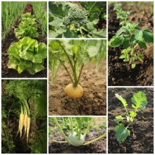 Gelbe Rüben (Quelle: 123rf)