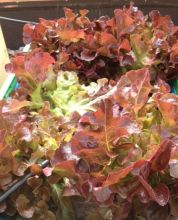 Eichblattsalat alias Pflücksalat