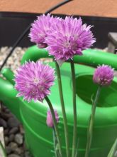 blühender Schnittlauch