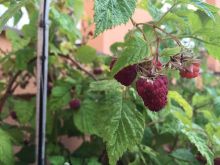 Himbeeren
