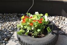 Autoreifen mit Kapuzinerkresse