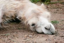 Wenn es einfach zu heiß zum Denken wird (Bildquelle: 123rf.com)