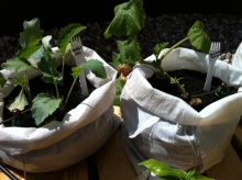 Kohlrabi & Muskatkürbis im Sandsack