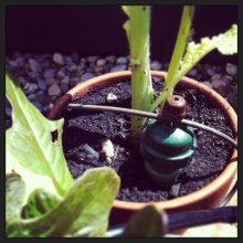 Vollautomatisches Bewässerungssystem - Tonkegel in der Erde