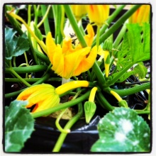 Unsere Zucchini wachsen!