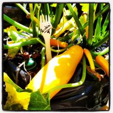 ... wird bald schon im Schulgarten der NMS Kuchl wachsen