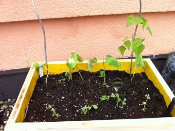 Bohnen & Zuckererbsenschoten