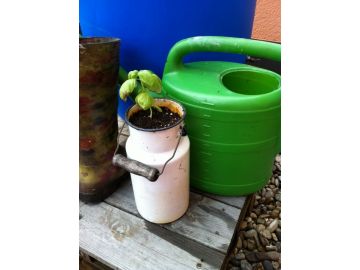 Basilikum im Milcheimer