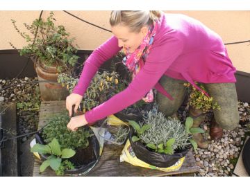 ... und noch ein bisschen Zitronenthymian