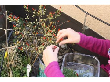 Todesmutig: Conny Schreder beim Ernten der schärftsen Chili der Schranne