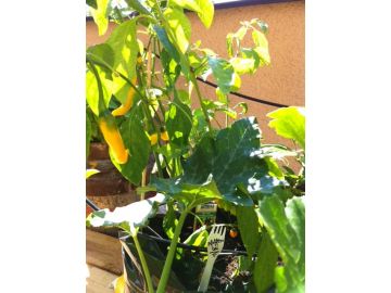 Bio Chili - Habanero Orange im Growbag (Erdsack)