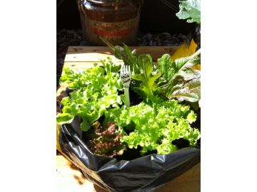 Pflücksalat im Growbag (Erdsack)