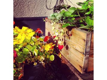 Erdbeergenuss Ende Oktober