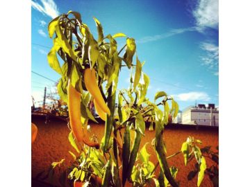 Chilis und noch mehr Chilis