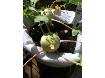 Kohlrabi