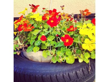 Blütenpracht im Herbst