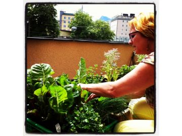 Vorsichtig wird von außen Blatt für Blatt geerntet!