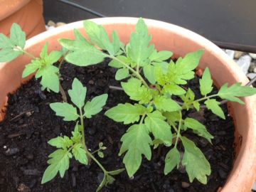 Tomaten im (doch noch) Wachstum