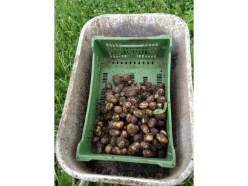 schmutzige Kartoffeln