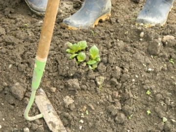 Kartoffel-Pflänzchen