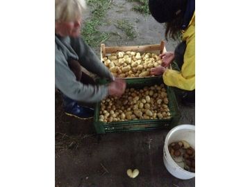 Kartoffeln fertig zum Mitnehmen