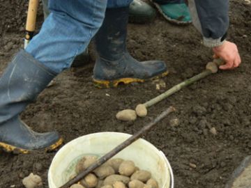 Kartoffel einsetzen