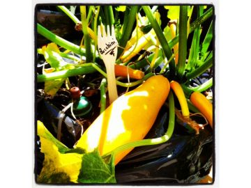 Unsere Zucchini wachsen rasch!